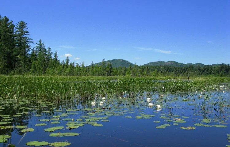 The Paul Smith's College VIC Art Gallery